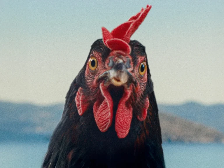 Hen: György Pálfi’s offbeat poultry tale that probes humanity